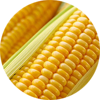 maize